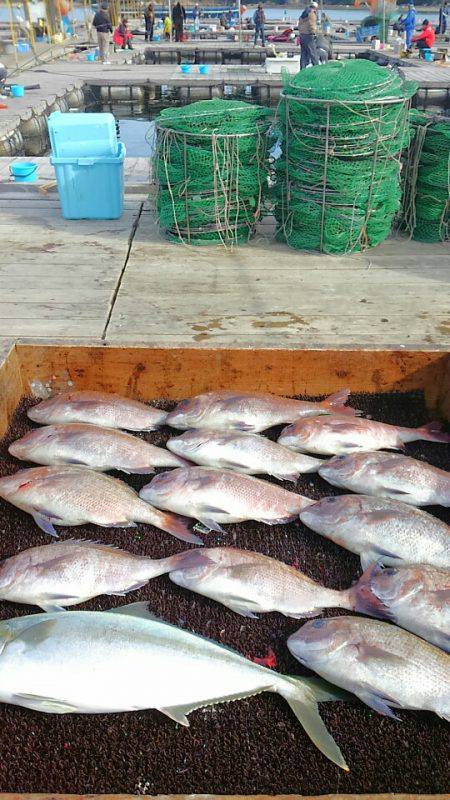 海の釣堀 海恵 釣果