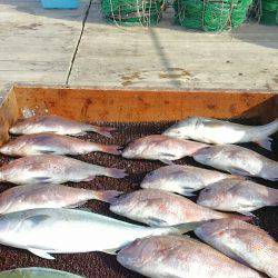海の釣堀 海恵 釣果