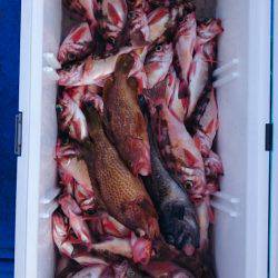 海龍丸（石川） 釣果