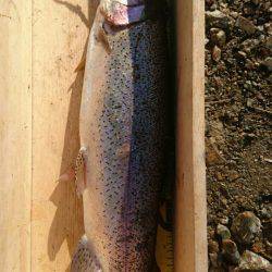 加賀フィッシングエリア 釣果