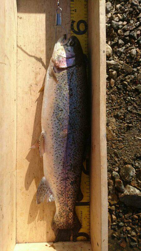 加賀フィッシングエリア 釣果