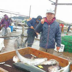 海の釣堀 海恵 釣果