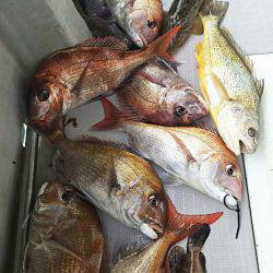 タイラバ遊漁船 ワンピース 釣果