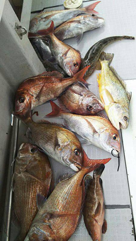 タイラバ遊漁船 ワンピース 釣果