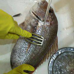 タイラバ遊漁船 ワンピース 釣果