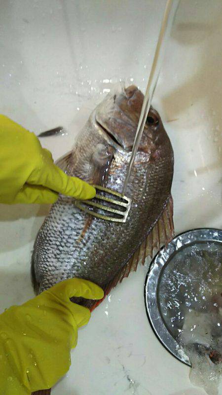 タイラバ遊漁船 ワンピース 釣果