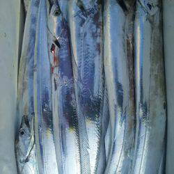 サンマリン 釣果