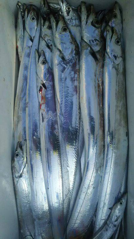 サンマリン 釣果