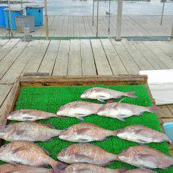 海の釣堀 海恵 釣果