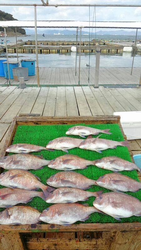 海の釣堀 海恵 釣果