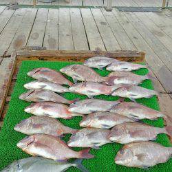 海の釣堀 海恵 釣果