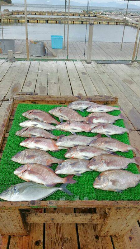 海の釣堀 海恵 釣果