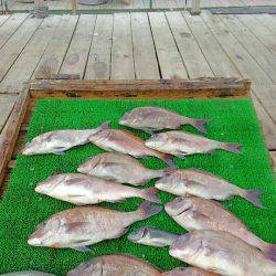 海の釣堀 海恵 釣果