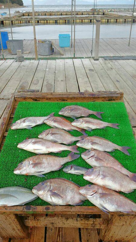 海の釣堀 海恵 釣果