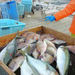 海の釣堀 海恵 釣果