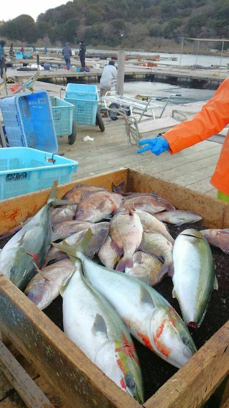 海の釣堀 海恵 釣果