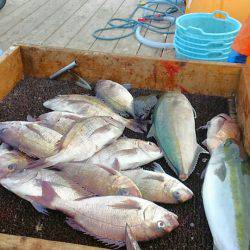 海の釣堀 海恵 釣果