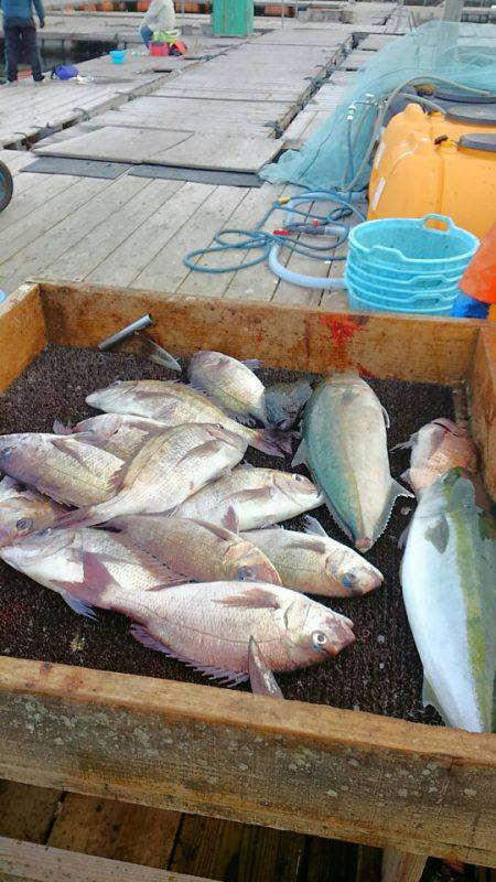 海の釣堀 海恵 釣果