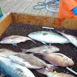 海の釣堀 海恵 釣果