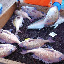 海の釣堀 海恵 釣果