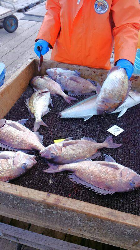 海の釣堀 海恵 釣果