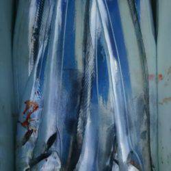 サンマリン 釣果