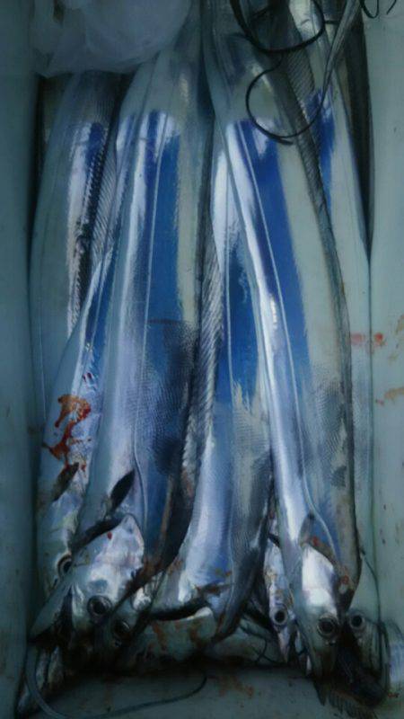 サンマリン 釣果