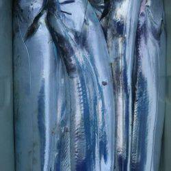 サンマリン 釣果