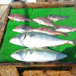 海の釣堀 海恵 釣果