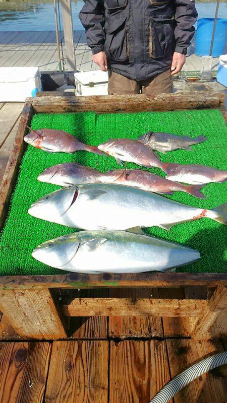 海の釣堀 海恵 釣果