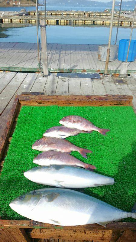 海の釣堀 海恵 釣果