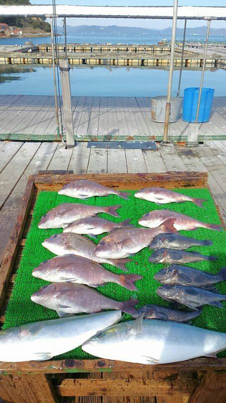 海の釣堀 海恵 釣果