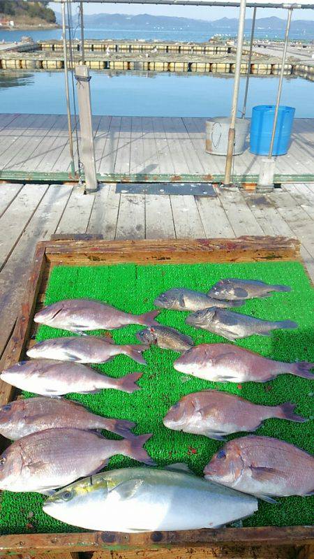 海の釣堀 海恵 釣果