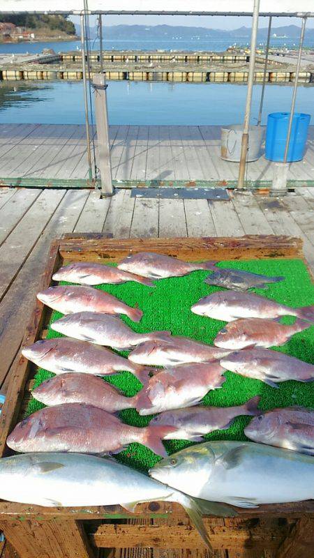 海の釣堀 海恵 釣果