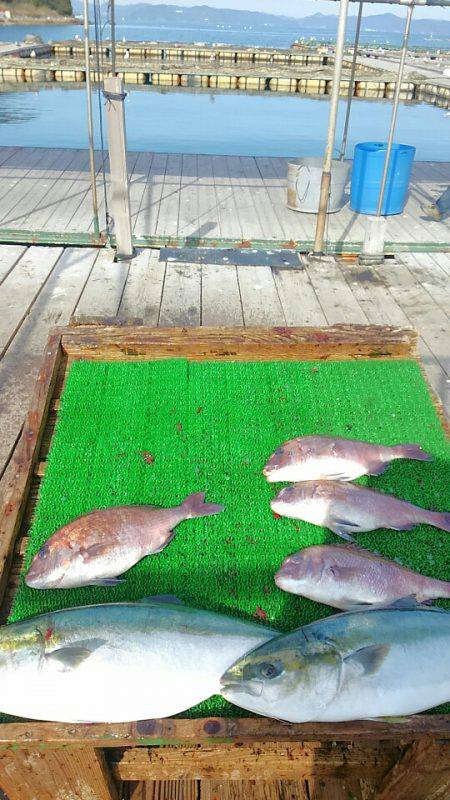 海の釣堀 海恵 釣果