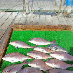 海の釣堀 海恵 釣果