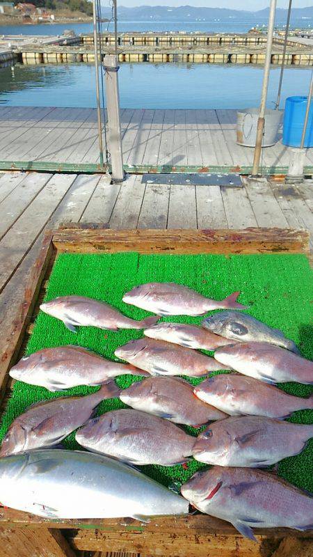 海の釣堀 海恵 釣果