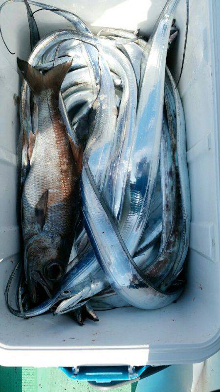 金沢八景鴨下丸 釣果