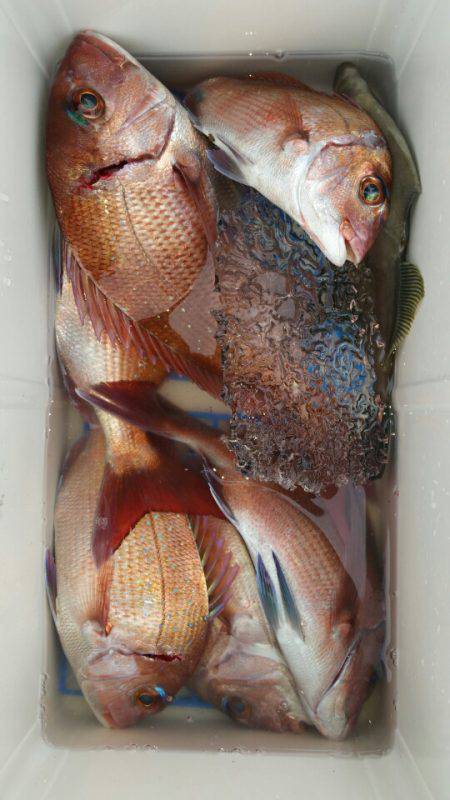 富士丸 釣果