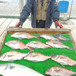 海の釣堀 海恵 釣果