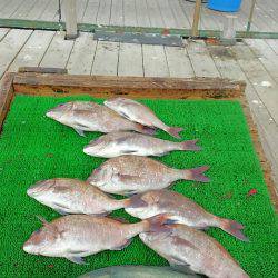 海の釣堀 海恵 釣果