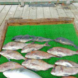 海の釣堀 海恵 釣果