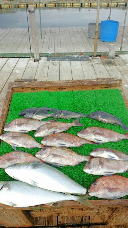 海の釣堀 海恵 釣果