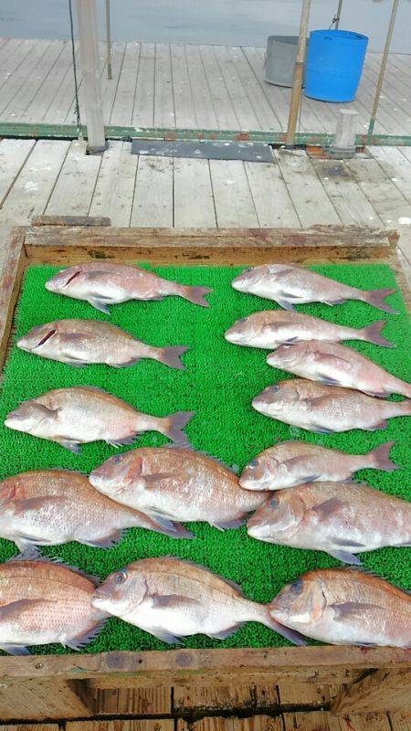 海の釣堀 海恵 釣果