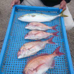 第三共栄丸 釣果