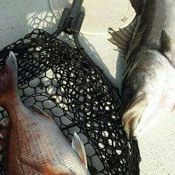 タイラバ遊漁船 ワンピース 釣果