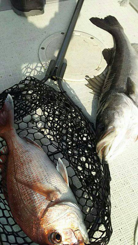 タイラバ遊漁船 ワンピース 釣果