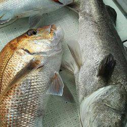 タイラバ遊漁船 ワンピース 釣果