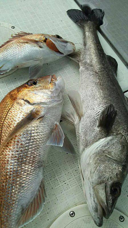 タイラバ遊漁船 ワンピース 釣果