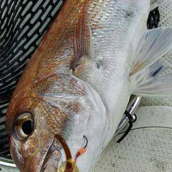 タイラバ遊漁船 ワンピース 釣果